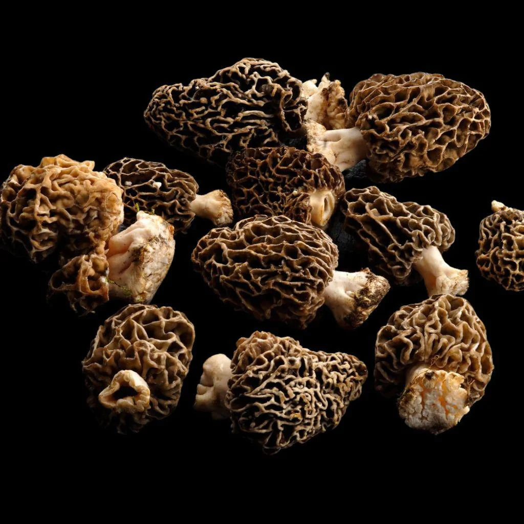MORILLES